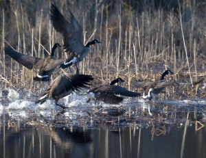 Coots-and-Canada-Geese-12.27.2009_122709_8450.1