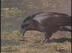 Crow with food by Denny White