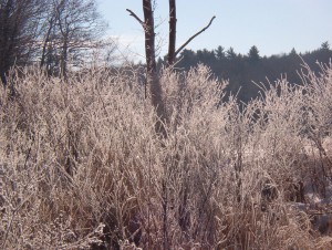Imbolc Photo