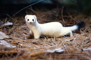 Longtailed Weasel (1) Longtailed Weasel
