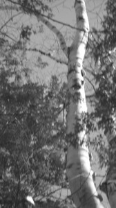 White Birch gray scale