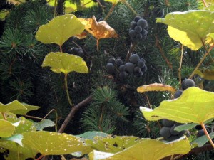 Wild Concord Grapes